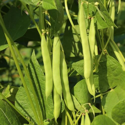 Green Bean Live Plant - 3-6 Inch Tall Bean Bush Seedlings in 4 Inch Pot - Image 2