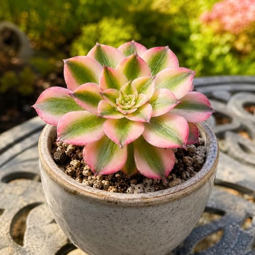 Aeonium 'Pink Witch' Variegata Live Succulent Plant 2.5-3 Inch, Rare Variegated Aeonium Bare Root No Pot, Easy Care Indoor Outdoor Houseplant for Home Garden Decor, Gift for Plant Lovers - Image 4