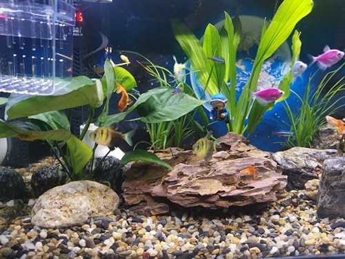 FANTIAN Pea Gravel for Landscaping, 10 lbs Aquarium Gravel Rocks, 1/4 Inch - Image 2