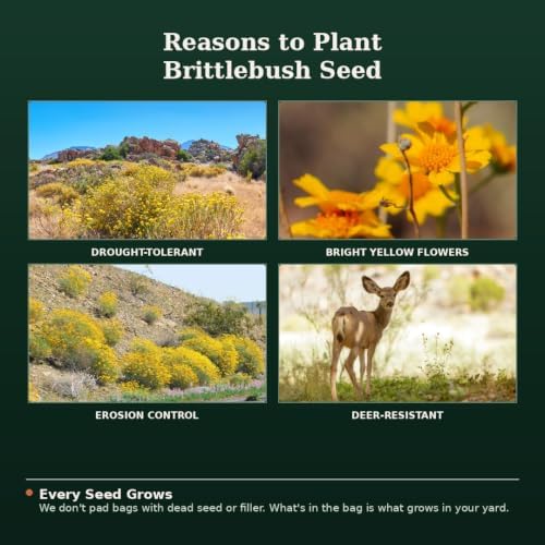 Nature’s Seed Brittlebush Wildflower Flower Seeds for Planting, Drought-Tolerant, Pollinator Friendly, Ideal for Desert Wildlife, 0.25 lbs - Image 5