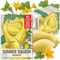 Seed Needs Crookneck Summer Squash Seeds to Plant Vegetables - 10 Packs by SeedNeeds