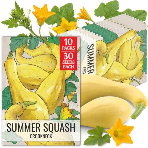 Seed Needs Crookneck Summer Squash Seeds to Plant Vegetables - 10 Packs by SeedNeeds