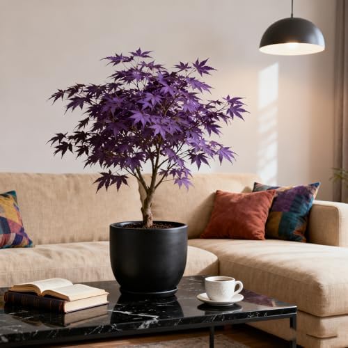 30+ Purple Maple Tree Seeds for Planting, Rare Acer Palmatum Tree Seed, Non-GMO Heirloom Plant Seeds for Garden Home - Image 4