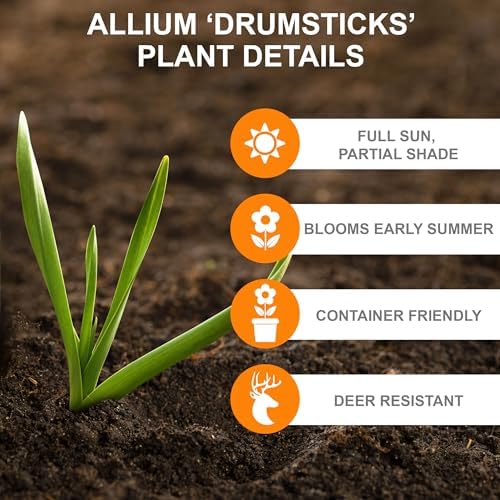 Garden State Bulb Drumsticks Allium Flower Bulbs, 6/+ cm, Fall Planting (Bag of 50) - Image 4
