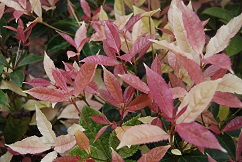 (1) - Noble Lady Fragrant Tea Olive (Qiannan Guifei) - Starter Plant (M) (1 Live Plant) - Image 2