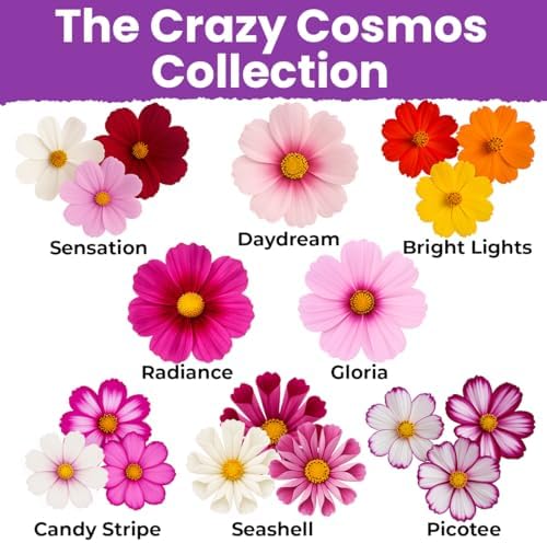 NatureZ Edge, Crazy Cosmos Seeds for 2026, 17,100 Cosmos Seed, 1/4 lb, Made In USA, Annual Cut Flowers, Wildflower Seeds Bulk for Planting Flowers, Wild Flowers Seed Throw and Grow, semillas de flores - Image 3
