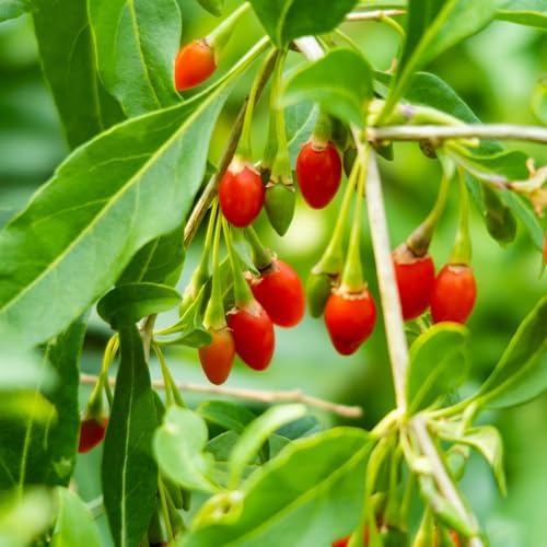 PERFECT PLANTS Goji Berry Bush in 1 Gallon Grower's Pot | Delicious Wolfberry for Outdoor Planting | Fresh Antioxidant Packed Fruits | Fully Mature for Home Gardens - Image 5