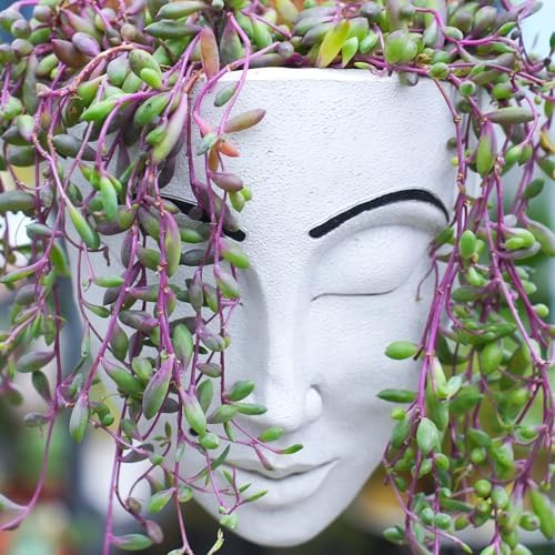 Sprout N Green Ruby Necklace, Othonna capensis L.H.Bailey Live Succulent - Image 4