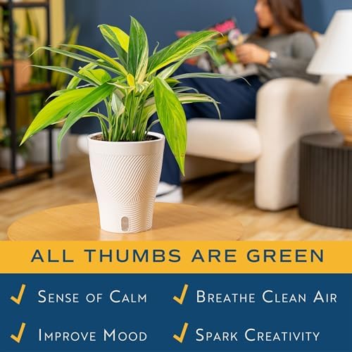 Costa Farms Pothos Amplissimum, Live Indoor Plant, Air Purifying - Image 4