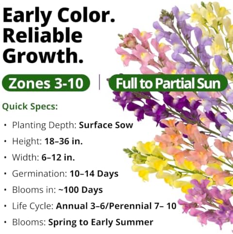 HOME GROWN Northern Lights Snapdragon 12,000 Seeds, Antirrhinum majus - Image 3
