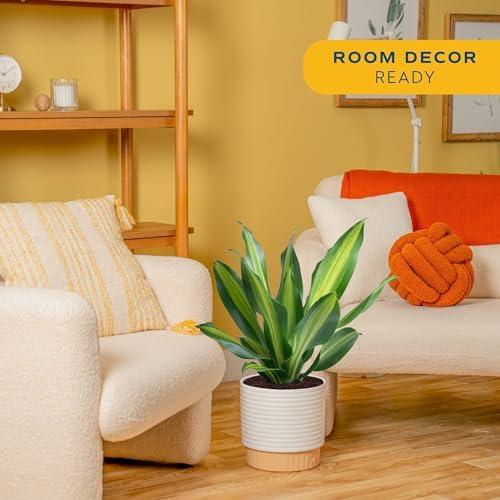 Costa Farms Dracaena, Live Indoor Plant, Easy Care, Home Decor - Image 2