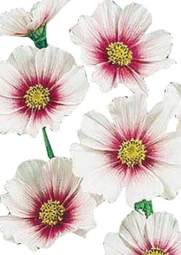 Low Rainfall, Dry Area Wildflower Seed Mix - Annuals and Perennials - Image 4