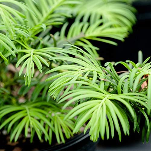 Perfect Plants Spreading Yew, 3 Gallon, Live Groundcover Plant - Image 4