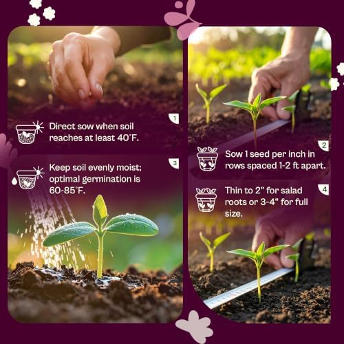 SVI 2500 Gold Ball Turnip Heirloom Vegetable Seeds Brassica rapa Non GMO - Image 5