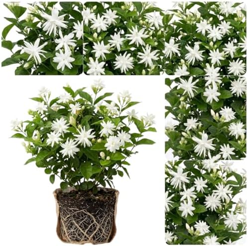 White Arabian Jasmine Live Plant, Flowering Shrub, 4-6 Inch Tall - Image 4