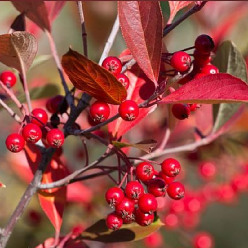 2 Red Aronia Chokeberry Live Plants, Berry Shrub Bush, 8-14 Inch Tall by PlantsSeedsBulbs