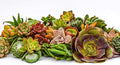 Live Succulent Cuttings (100 Pack) – Assorted Succulent Cuttings (2 to 3 inches) – Succulent Cuttings in Bulk – Succulent Market by SucculentMarket