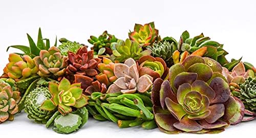 Live Succulent Cuttings (100 Pack) – Assorted Succulent Cuttings (2 to 3 inches) – Succulent Cuttings in Bulk – Succulent Market by SucculentMarket