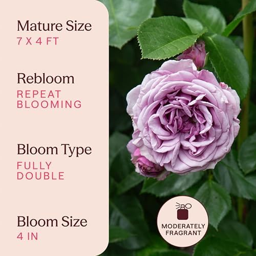 Heirloom Climbing Roses, Live Own Root Plant, Arborose® Quicksilver - Image 6