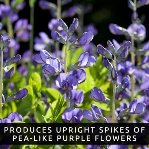 3 False Indigo Live Bare Root Plants (Baptisia Australis) | Dormant Perennial Wildflowers | Native Pollinator Garden Plants | Cold Hardy Blue Purple Blooms | Ready to Plant - Image 5