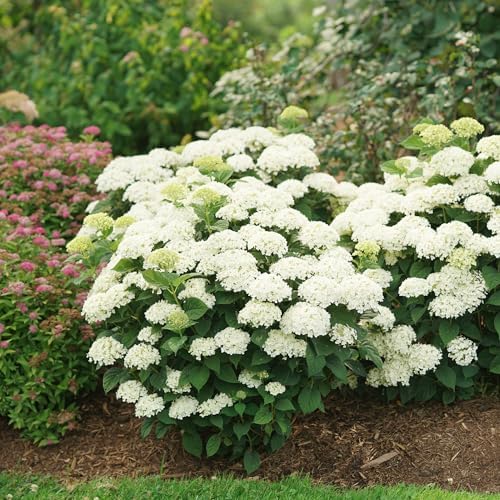 Proven Winners Invincibelle Wee White 2.0 Smooth Hydrangea (arborescens) Live Plant, 4.5" Qt - Image 6