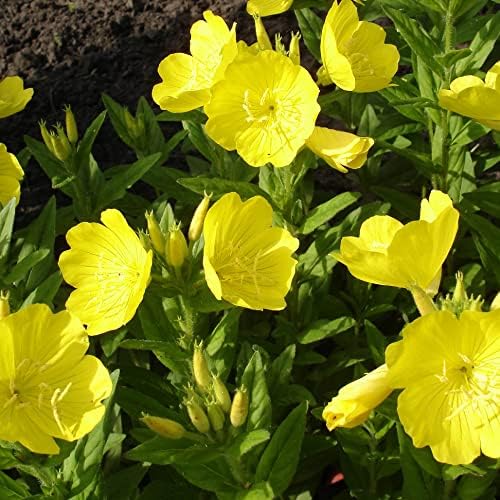 Evening Primrose Plant (Oenothera biennis) in 2.5-inch Pot - Sun Cups Sun Drops - Herb Plant - Native - Pollinator Plant - Image 6