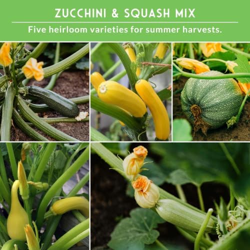 Zucchini & Summer Squash Seeds Collection for Planting - Image 4