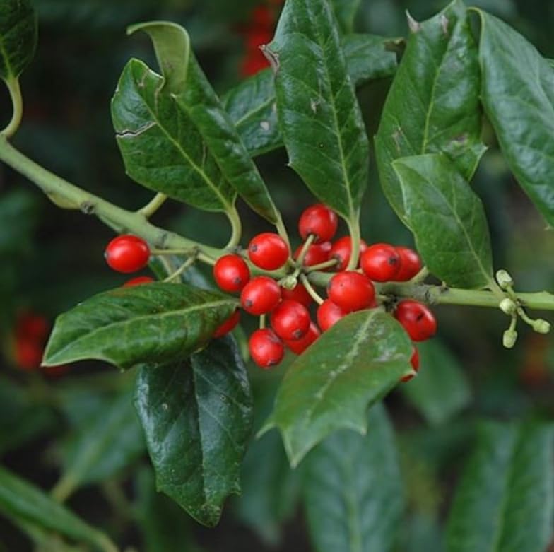 Nellie R. Stevens Holly Shrub - 6-12" Tall Live Plant - 3" Pot - Image 6
