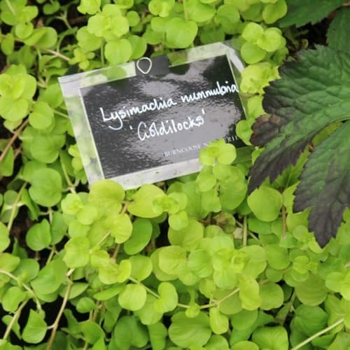 Lysimachia Goldilocks – Creeping Jenny Golden Foliage - Pack of 2 Live Starter Plants (4-6 Inches Tall) – Fast-Spreading Groundcover, Container-Friendly Accent, Easy Grow & Low-Maintenance Plant - Image 4