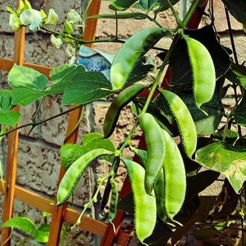 HYV Hyacinth Bean Seeds – Ipsa-2 Variety – Flat Green Pods – Country Bean | Lablab Purpureus Bangladeshi Vegetable Seeds | 0.35 OZ (30+ Seeds) - Image 6