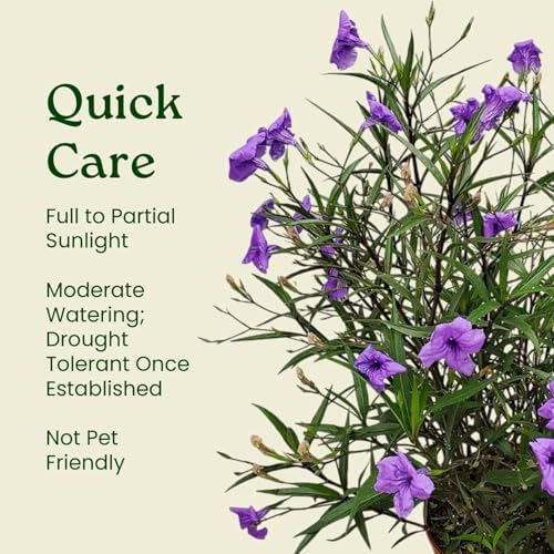 Tropical Plants of Florida Purple Ruellia Live Plant - 3 Gallon 26 to 34 Inch Tall Flowering Shrub Outdoor Garden Border Hedge Plant - Image 6