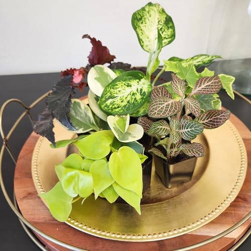 Easy to Grow Houseplants (12 Pack) Live House Plants in Plant Containers, Growers Choice Plant Set in Planters with Potting Soil Mix, Home Décor Planting Kit or Outdoor Garden Gifts by Plants for Pets - Image 5