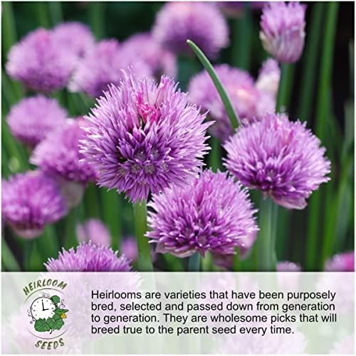 Seed Needs Bee Balm Seeds Variety Pack of 3 Perennial Monarda Flowers - Image 6