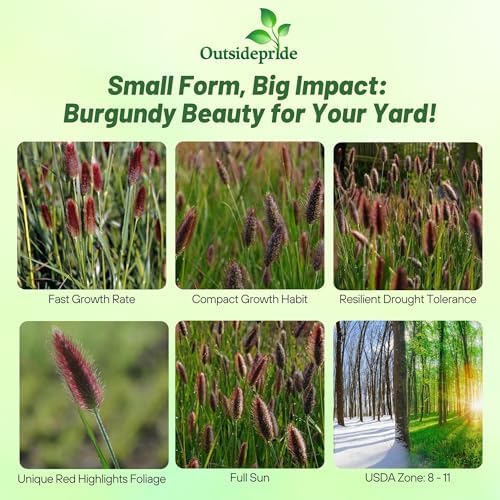 Outsidepride Pennisetum Thunbergii Red Buttons Ornamental Grass Seeds - 25 Pcs Perennial, Drought Tolerant Fountain Grass with Red Feathery Plumes for Low Maintenance Xeriscaping & Flower Arrangements - Image 2