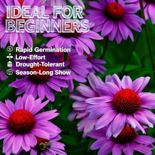 300+ Mixed Color Echinacea Seeds-Perennial Coneflower Seeds-Coneflowers Seed Non-GMO Perennials Plants, Pollinators & Cut Flowers for Garden - Image 3