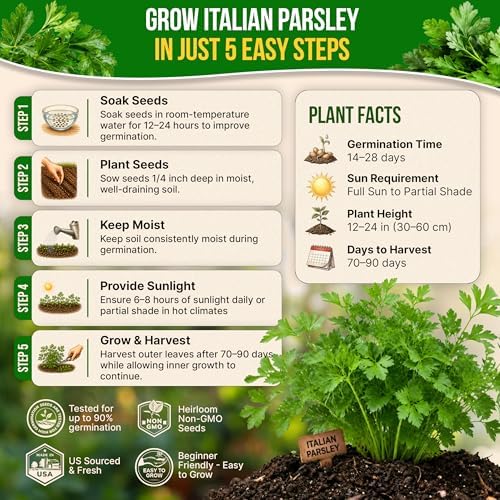 Italian Parsley Seeds Pack 5G - Over 2,000 Non-GMO Heirloom Parsley Seeds for Planting Herbs in Individual Seed Packet, Herbs Seeds for Planting Home Garden Indoor & Outdoor Gardening - Image 6