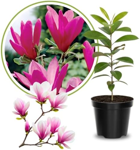 Ann Magnolia Tree Plant Live, Ornamental Tree, 6-12 Inch Tall, 2.5 Inch Pot - Image 2