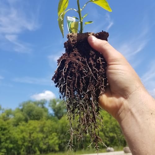 Daniel's Plants 3" Naked Pots | Natural Plantable Seed Starter Pots | OMRI-Listed Biodegradable for Seedlings | Enhanced Drainage & Aeration | Earth Friendly - Peat Free (3 Inch Round - 60 Pack) - Image 3