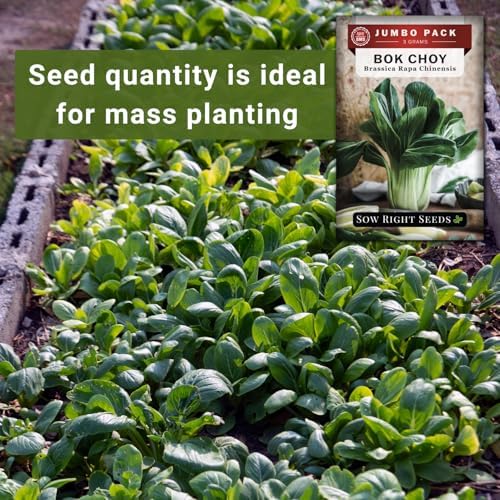 Sow Right Seeds - 1200 Bok Choy Seed for Planting Bulk Jumbo Pack Pak Choi - Image 4