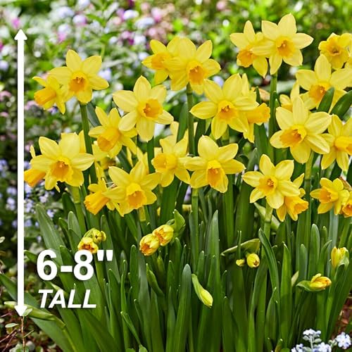 Garden State Bulb Narcissus Tete-a-Tete Daffodil Flower Bulbs, 12/14cm (Bag of 25) - Image 3