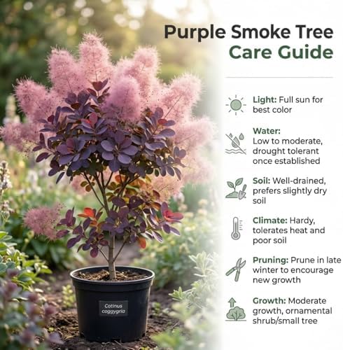2 Purple Smoke Tree Plants Live, 6-12 Inch Tall in 4" Pot, Royal Purple Foliage Ornamental Shrub, Cold-Hardy Decorative Plant for Sun - Image 4