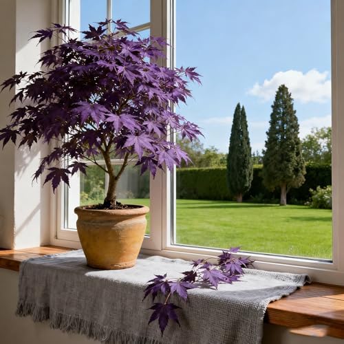 30+ Purple Maple Tree Seeds for Planting, Rare Acer Palmatum Tree Seed, Non-GMO Heirloom Plant Seeds for Garden Home - Image 2