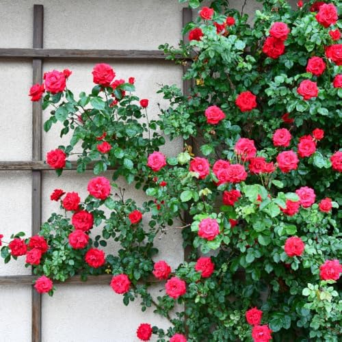 2 Red Climbing Roses Live Plants 3-6" Tall, Medium Pot, Fragrant Climbing Rose Bush, Fast Growing, Spectacular Double Blooms for Backyard Fences and Walls - Image 5