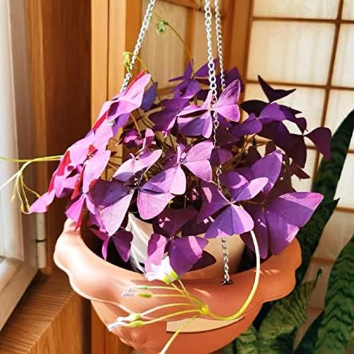 12+ Bulbs Purple Shamrocks Oxalis Triangularis Lucky Lovely Flowers Bulbs Grows for Planting Indoors or Outdoors - Image 2