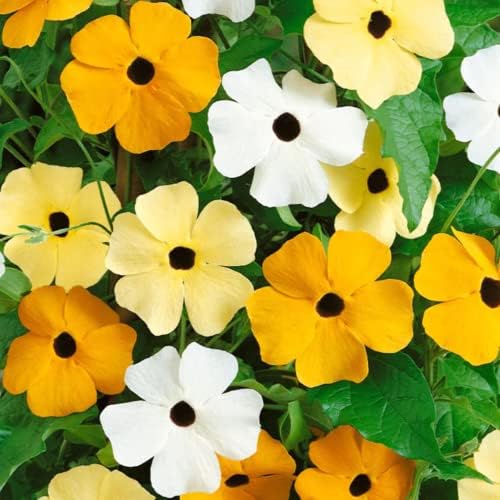 Park Seed White Black-Eyed Susan Vine Thunbergia – Pack of 25 - Image 6