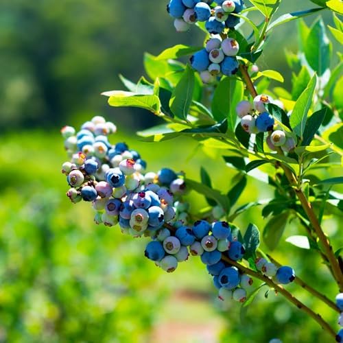 Perfect Plants Duke Blueberry Bush, 1 Gallon, Live Plant - Image 3