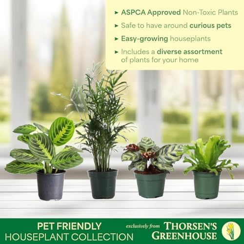 Live Pet Safe Houseplants (4 Pack), Grower's Choice Bundle, 4" Pots - Image 4