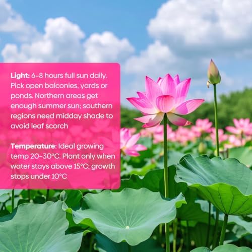 10Pcs Lotus Seeds for Planting in Water Aquatic Plants for Ponds, Bonsai - Image 5
