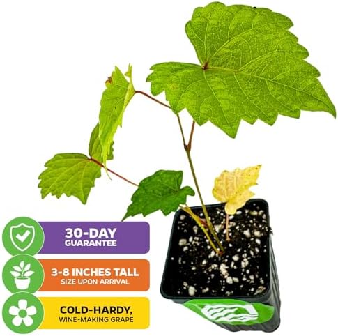 Delicious Muscadine Grape Vine (2-Pack) Live Plant by Wellspring Gardens - Image 2