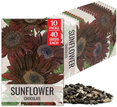 Seed Needs Chocolate Sunflower Seeds to Plant Cut Flowers - 10 Packs by SeedNeeds